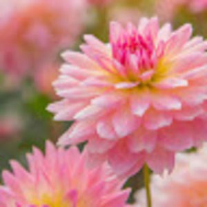 Meet your Posher, Audrey